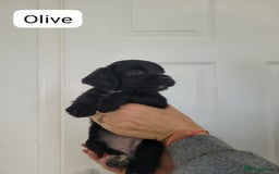 Sprocker dogs for sale: F1 sprockers 4 boys 3 girls - Image 12