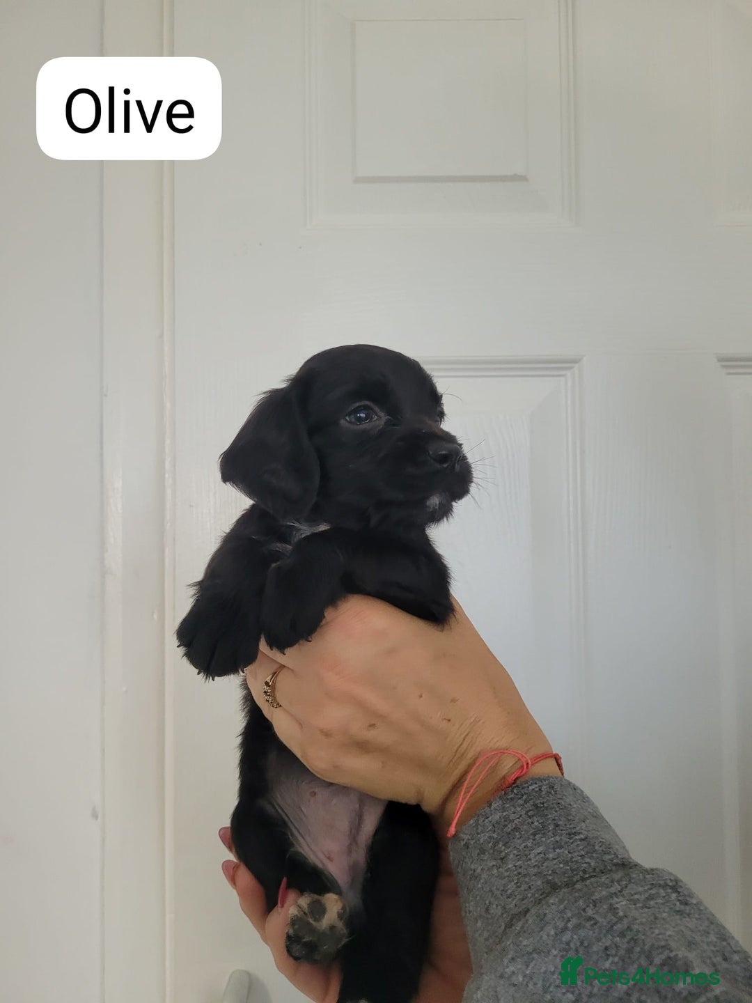 Sprocker dogs for sale: F1 sprockers 4 boys 3 girls - Image 12