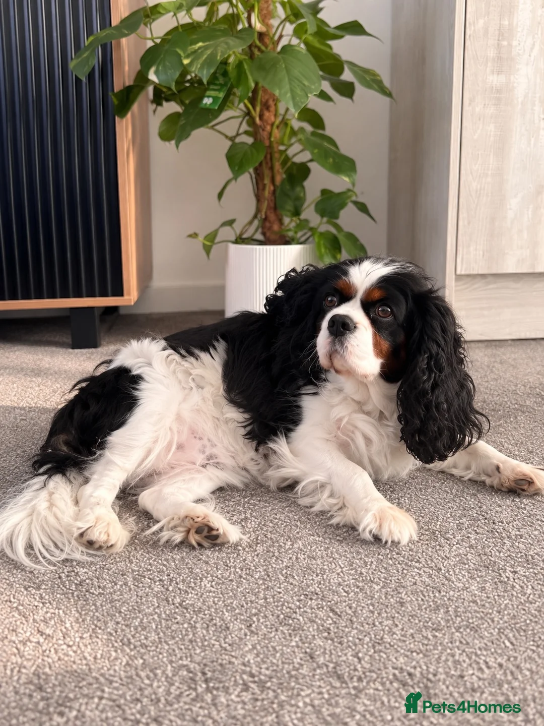 Cavalier King Charles Spaniel dogs for sale:  Loving Home Wanted for Our Cavalier Girl - Advert 2