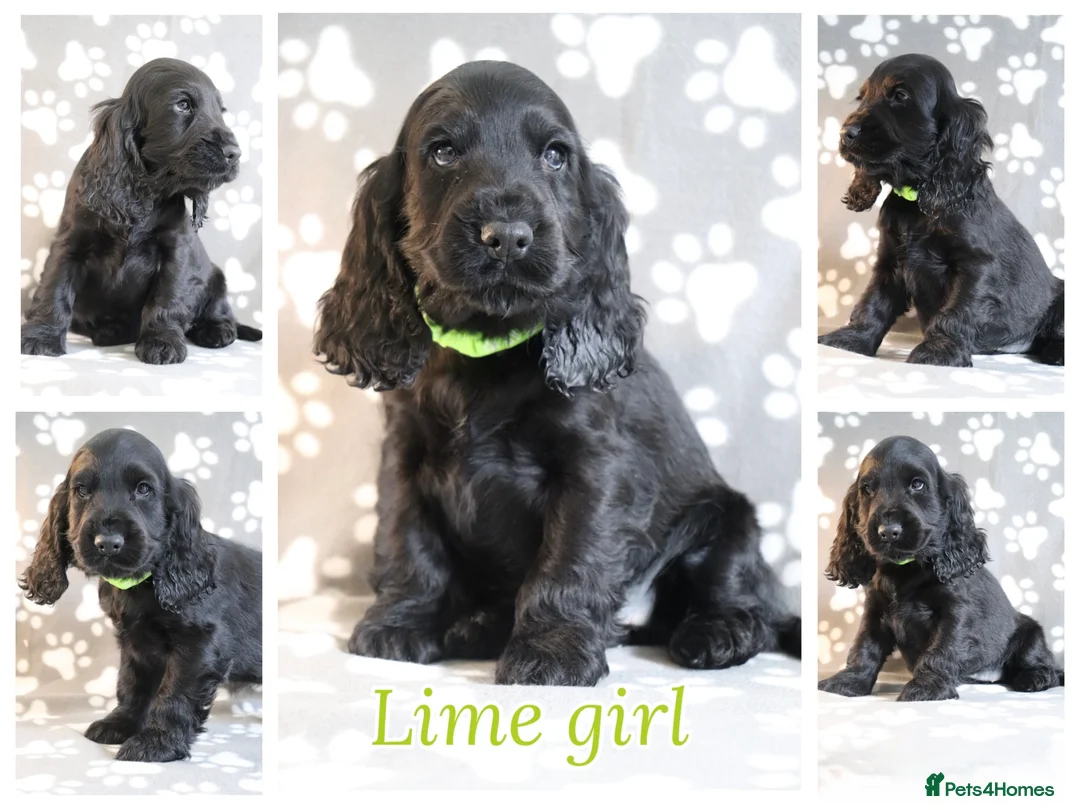 Cocker Spaniel dogs for sale: Cocker spaniels  - Advert 4