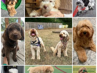 Cockapoo dogs Wait List. Cockapoos. DNA Health Tested. - Advert 1