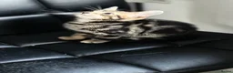 Domestic Shorthair cats for sale: Domestic Shorthair Tabby - Advert 3
