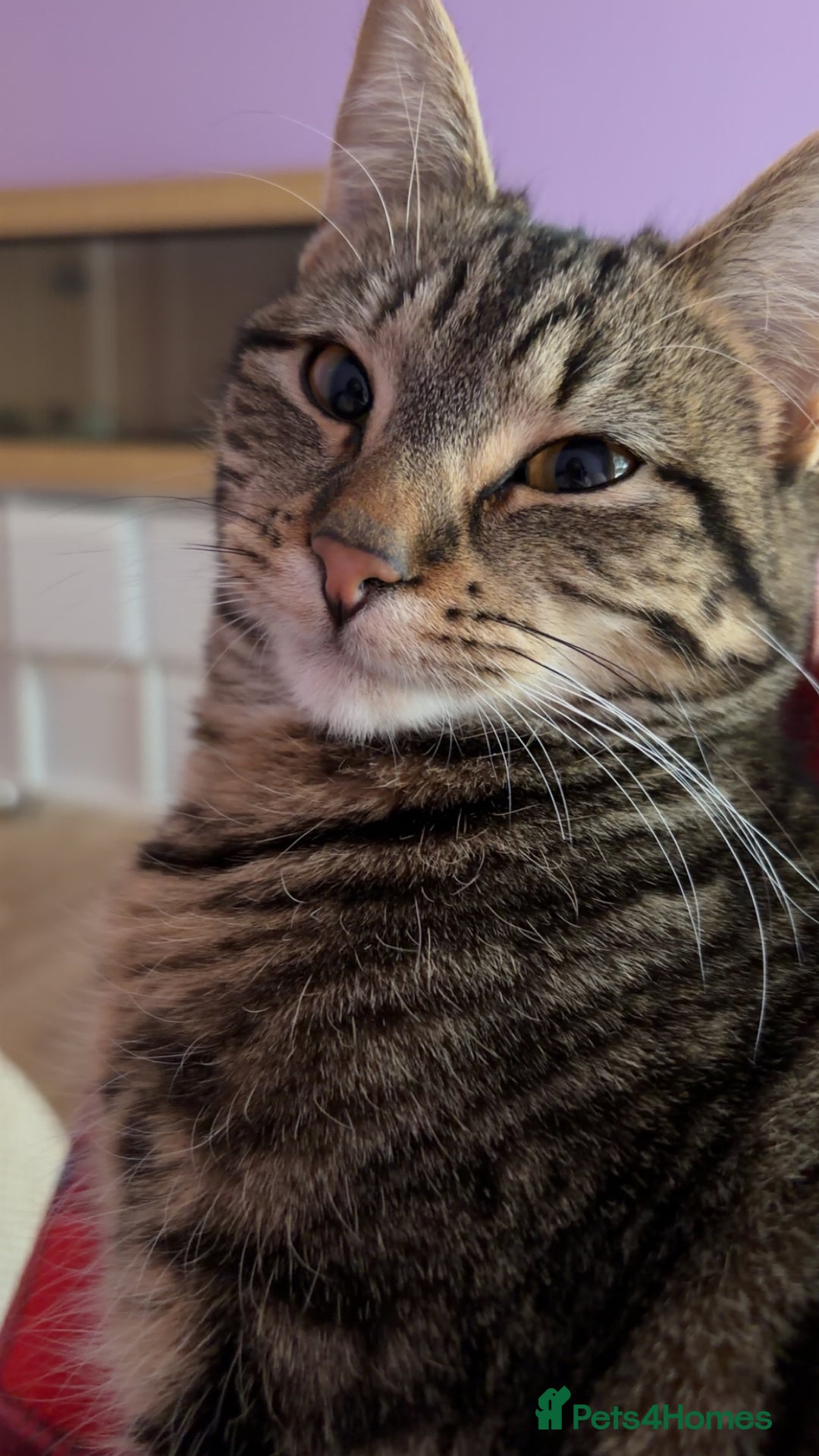 British Shorthair cats for sale: For good home - Advert 1