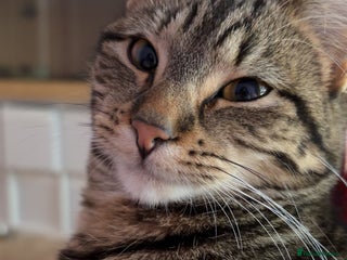 British Shorthair cats For good home - Advert 14