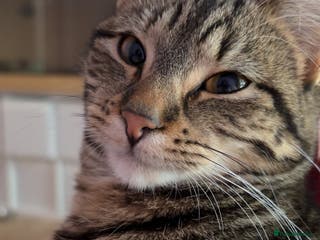 British Shorthair cats For good home - Advert 13