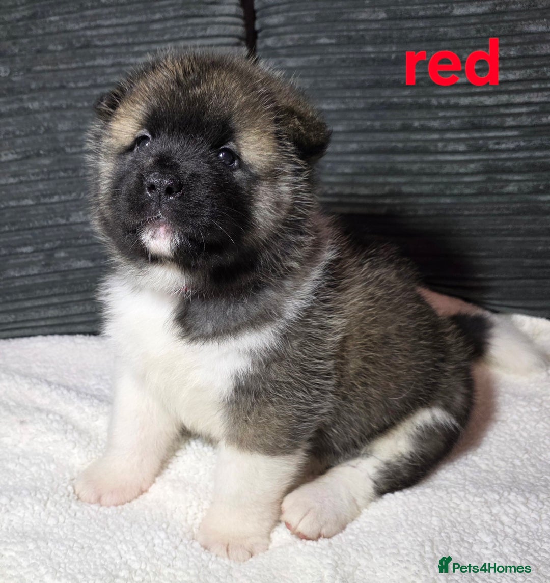 Akita dogs for sale: American akita puppies  - Advert 4