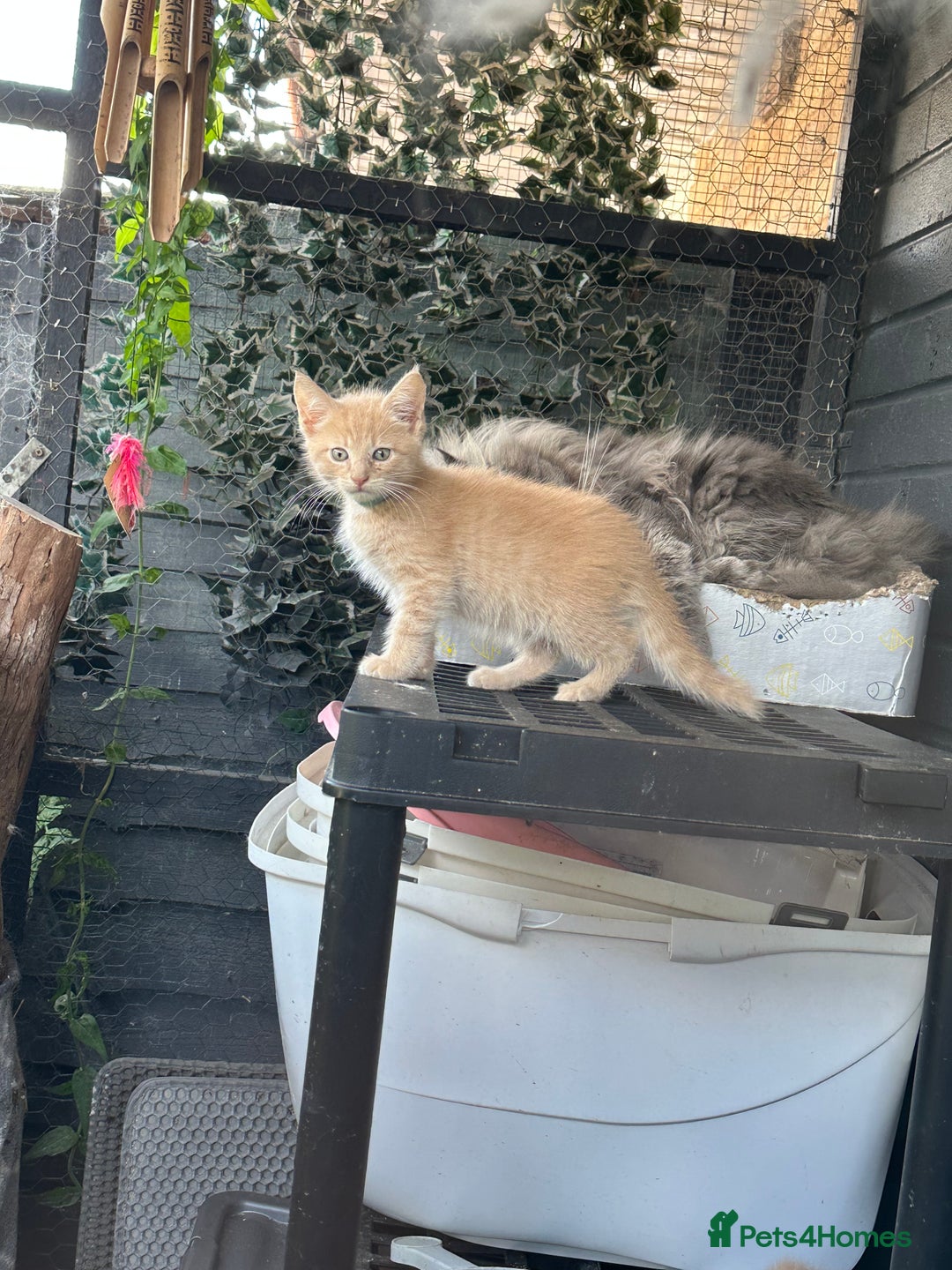 Maine Coon cats for sale: Mainecoon x  - Image 1