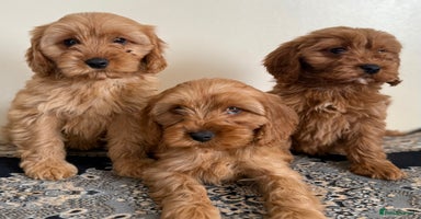 Cavapoo dogs - Advert 6