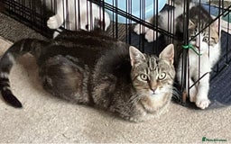 Mixed Breed cats for sale: Kittens - £25- Mid Wales - Image 11
