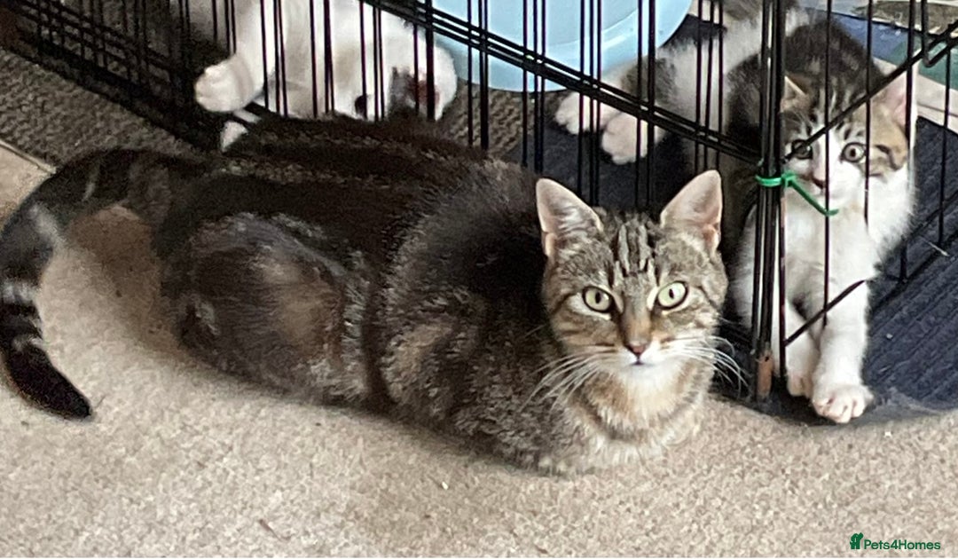 Mixed Breed cats for sale: Kittens - £25- Mid Wales - Image 11