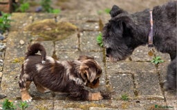 Yorkshire Terrier dogs for sale: Chocolate Yorkies  - Image 22