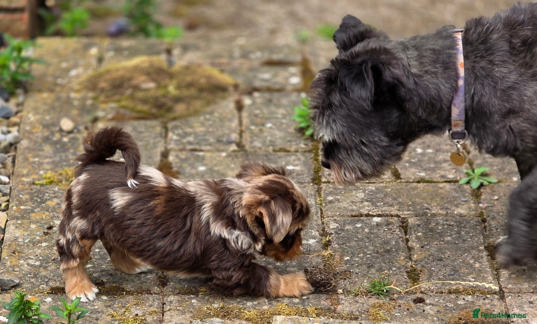 Yorkshire Terrier dogs for sale: Chocolate Yorkies  - Image 22