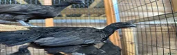 Chickens poultry for sale: Ayem cemani  - Advert 4