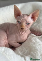 Sphynx cats TICA Registered Sphynx Kittens – Ready to move - Advert 11