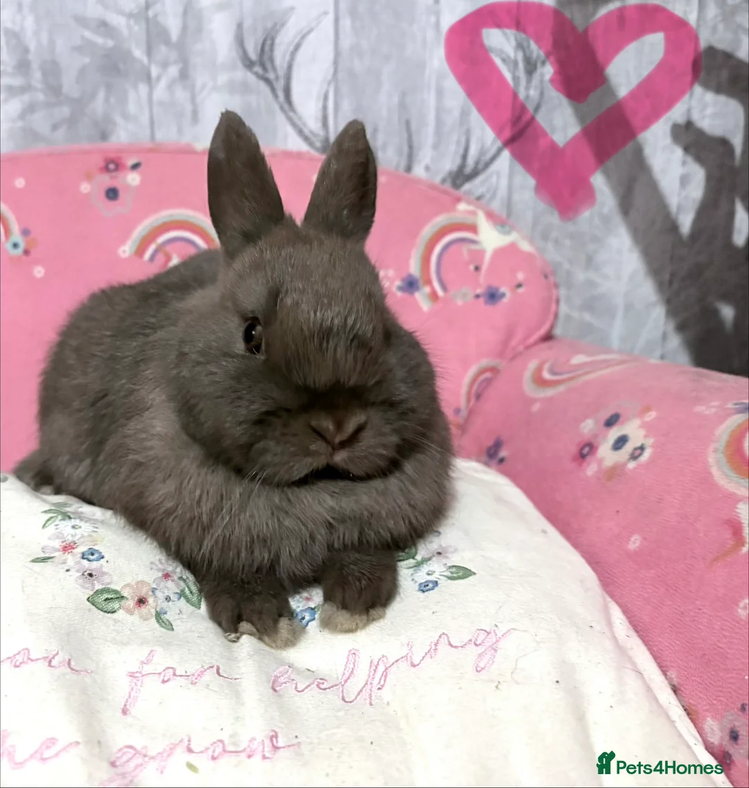 Netherland Dwarf rabbits for sale: 2 beautiful chocolate coloured netherland dwarfs - Advert 1
