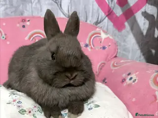 Netherland Dwarf rabbits 2 beautiful chocolate coloured netherland dwarfs - Advert 18