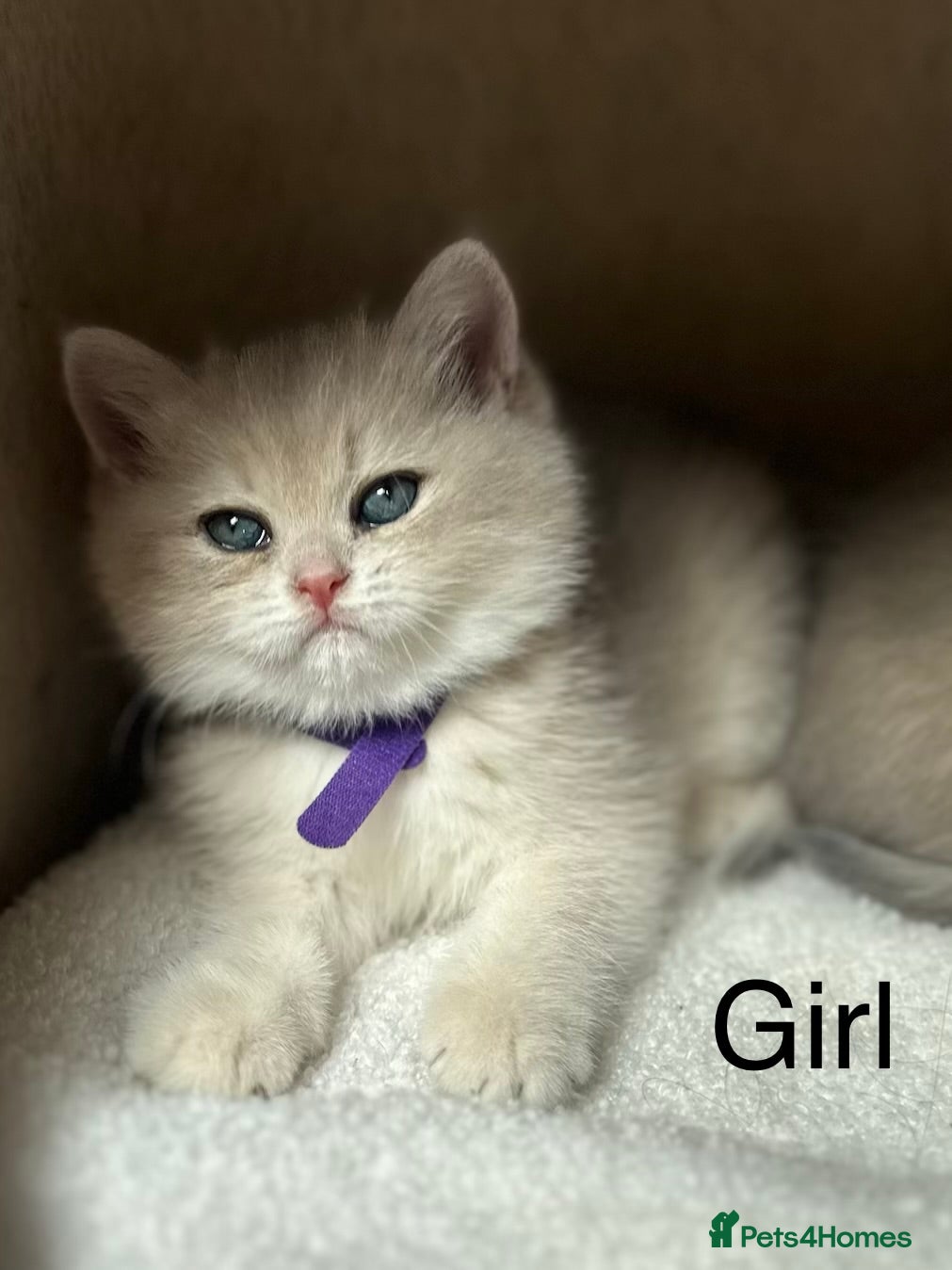 British Shorthair cats Gorgeous golden blue fur babies 😻 - Advert 1