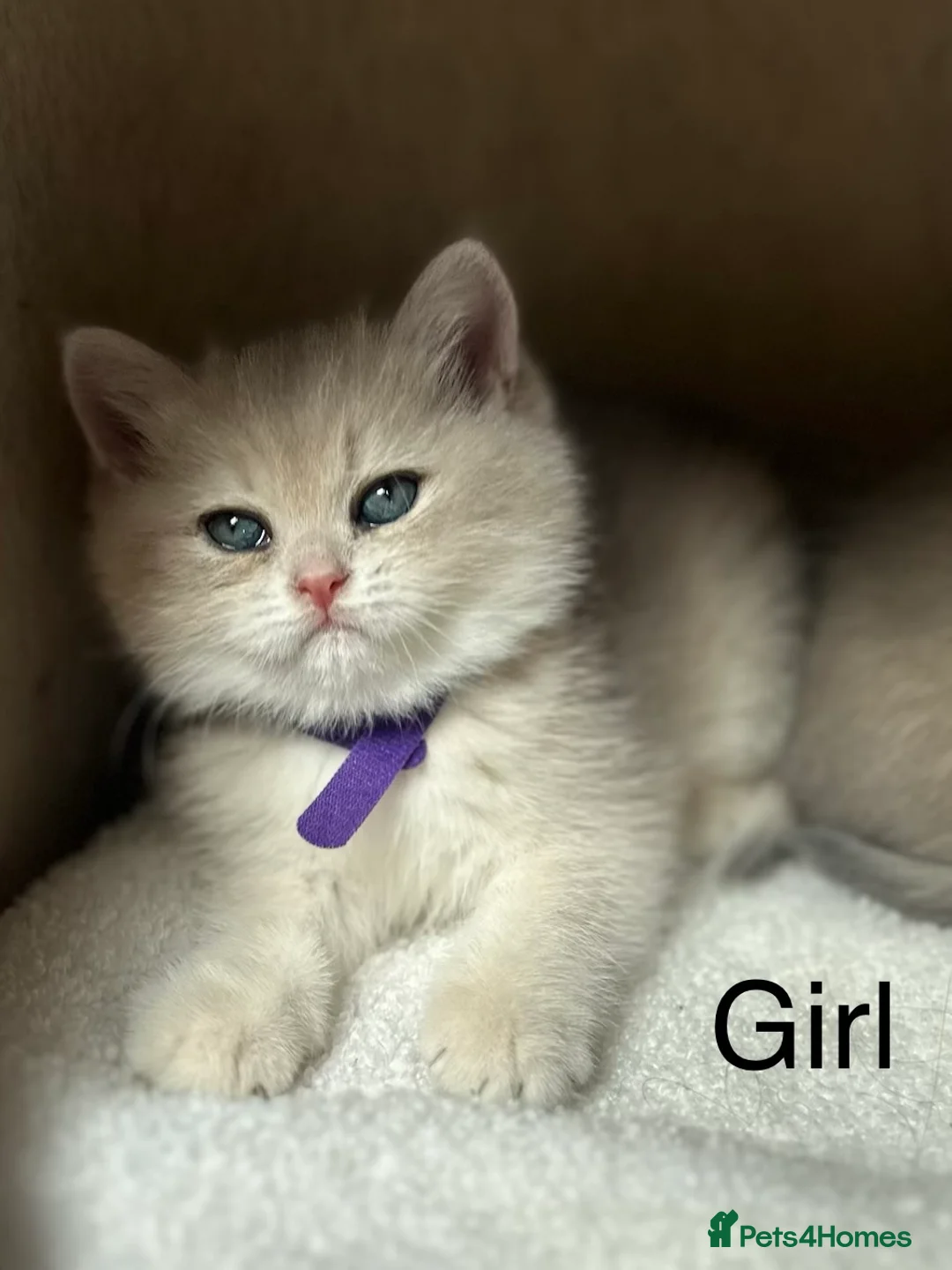 British Shorthair cats for sale: Gorgeous golden blue fur babies 😻 - Advert 1