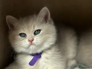 British Shorthair cats for sale: Gorgeous golden blue fur babies 😻 - Advert 2