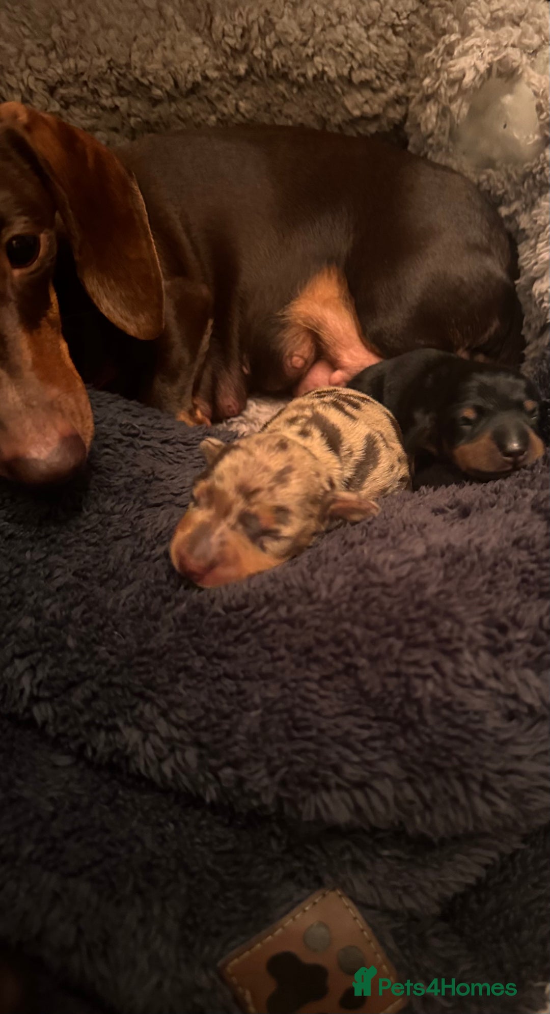 Miniature Dachshund dogs for sale: 🐾 miniature Dachshund females for sale🐾 - Image 16