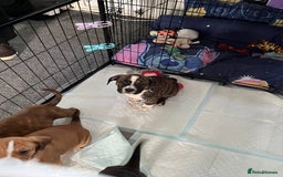 Mixed Breed dogs for sale: American Bulldog cross - Image 4