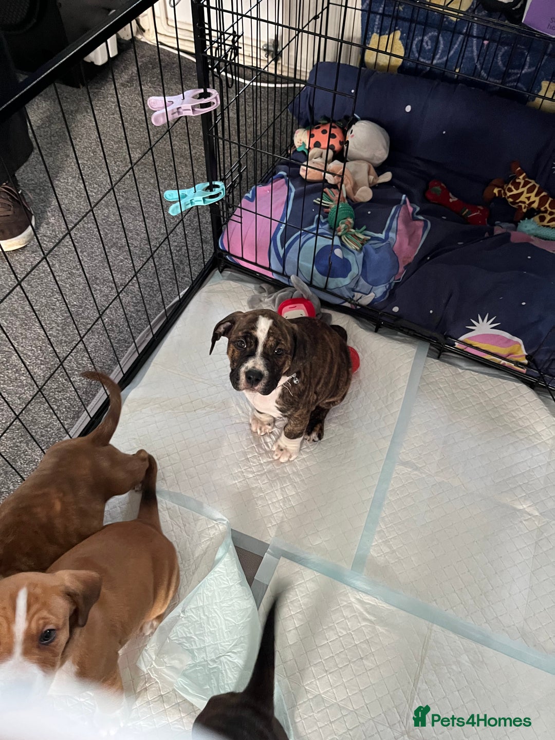 Mixed Breed dogs for sale: American Bulldog cross - Image 4