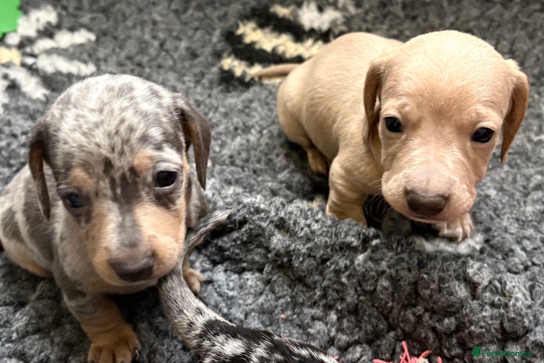 Miniature Dachshund dogs for sale: Beautiful unique babies  - Image 11