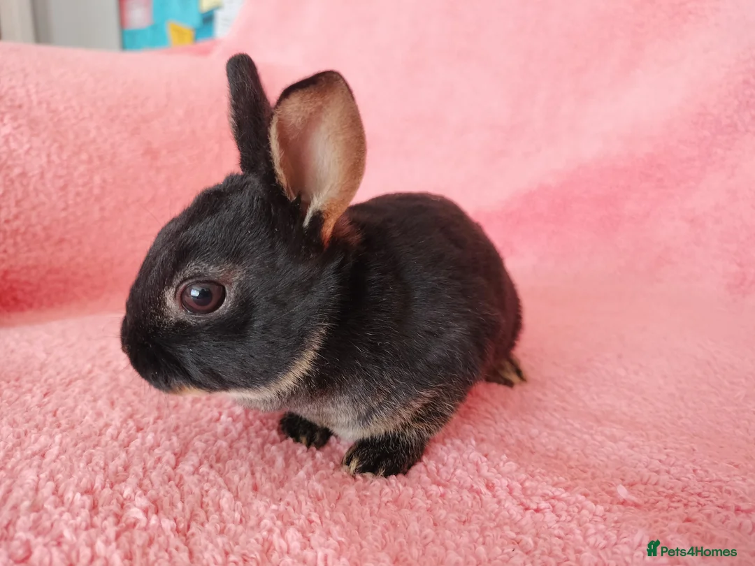 Rex rabbits for sale: Baby mini rex for sale  - Advert 5