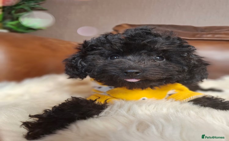 Toy Poodle dogs - Advert 1