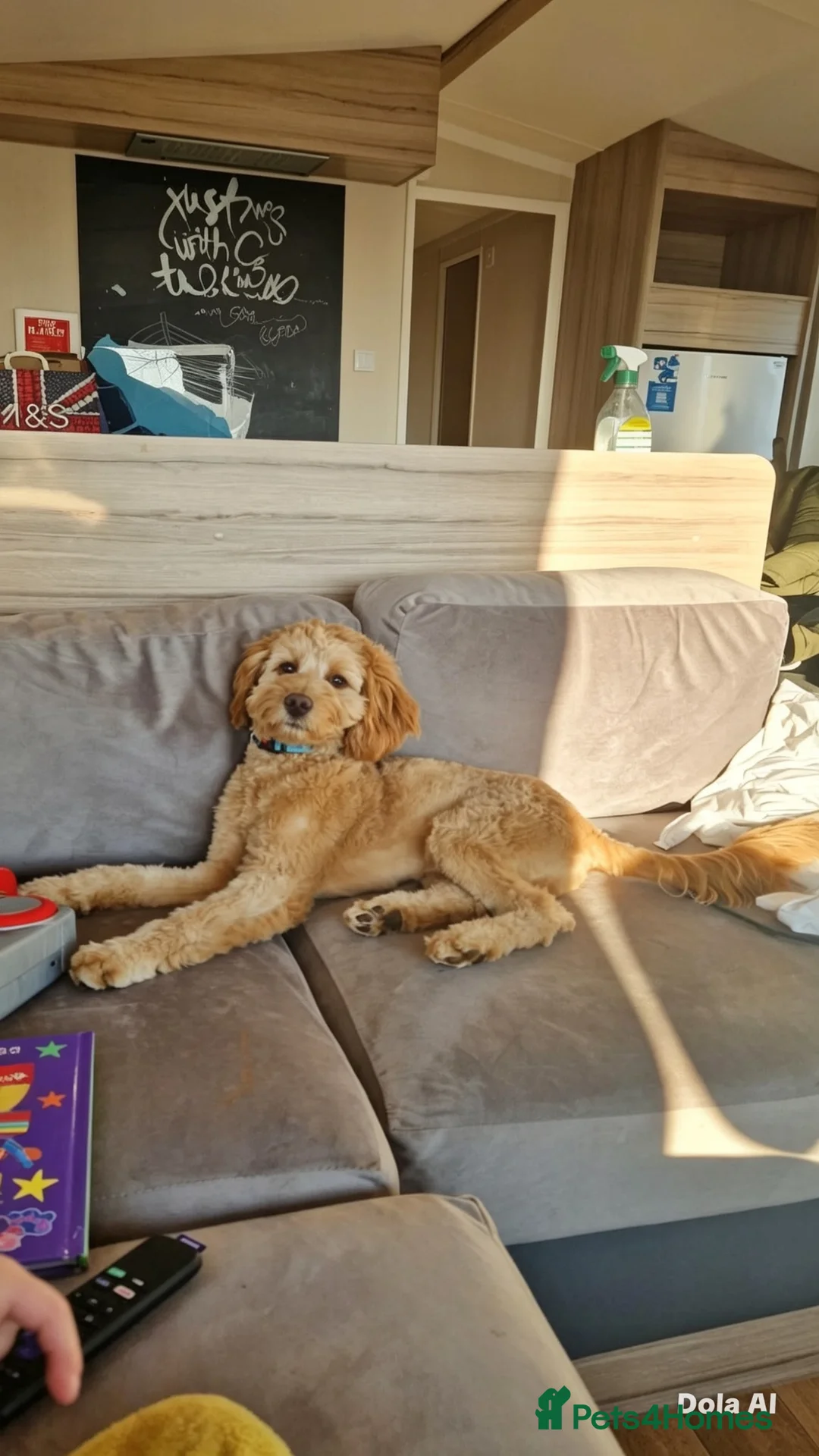 Mixed Breed dogs for stud: Mini labradoodle for studding  in Derby - Advert 2