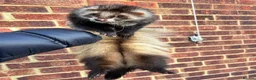 Ferret rodents for sale: 2 pedigree angora jills left To reserve - Advert 9