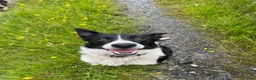 Border Collie dogs for sale: Lovely border collie  in Betws-y-Coed - Advert 5