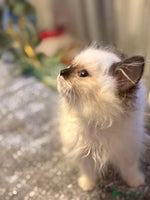 Ragdoll cats - Advert 6