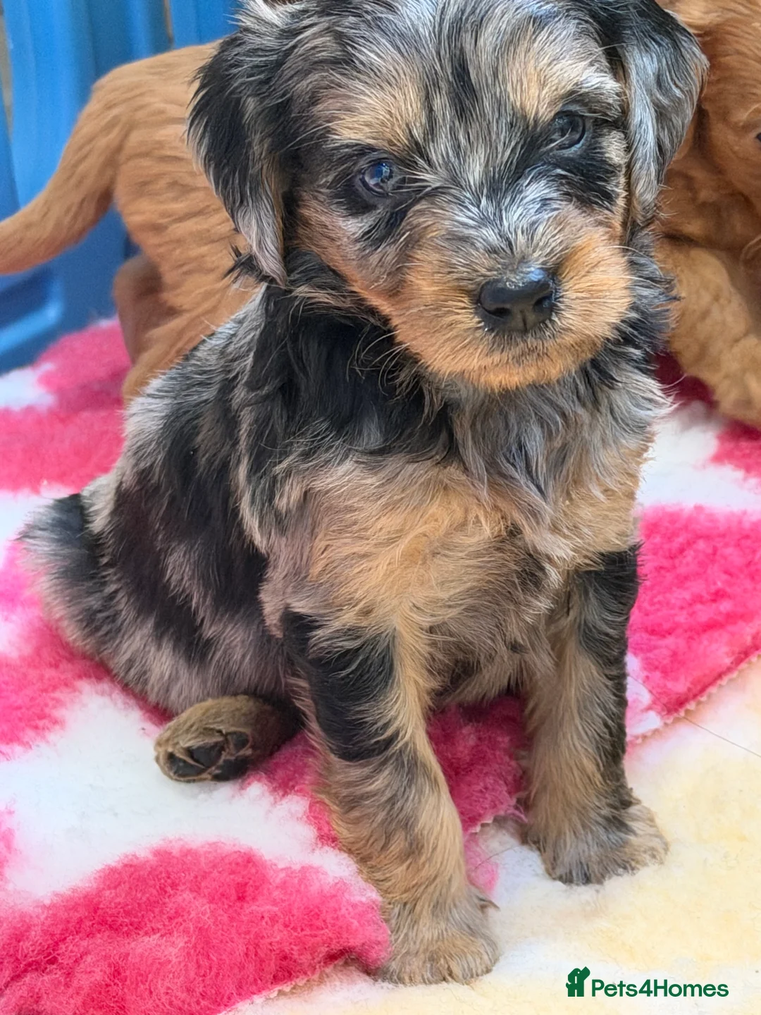 Mini Goldendoodle dogs for sale: Extensively health tested F1 goldendoodle puppies  - Advert 34