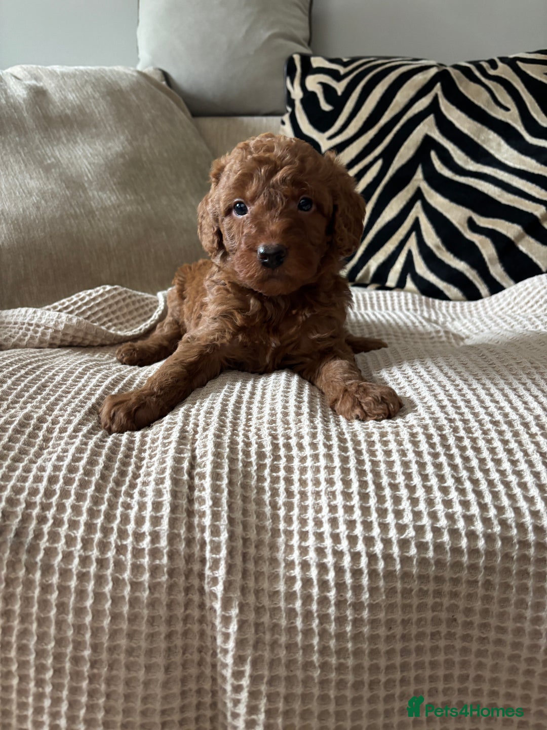 Labradoodle dogs for sale: Red curly labradoodles (F1b) - Image 11