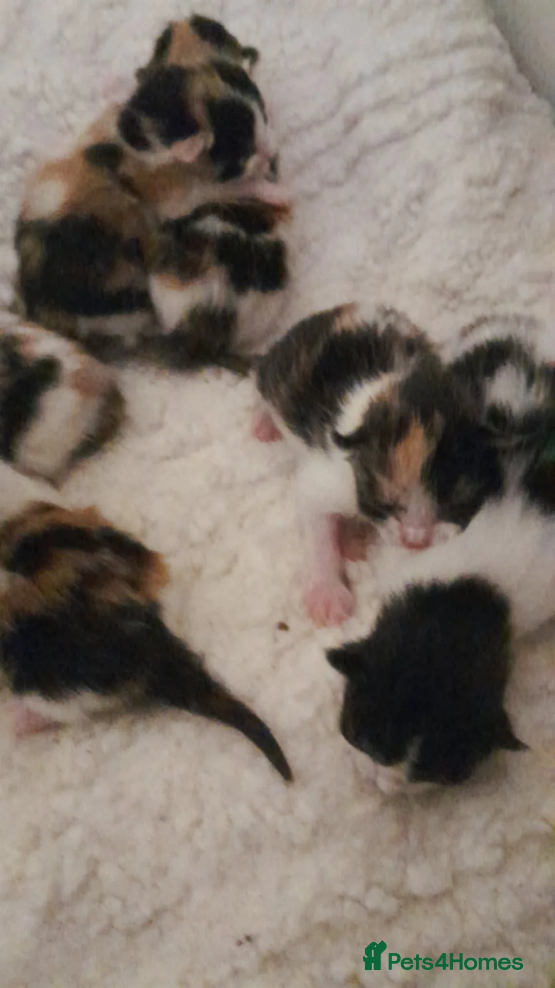 Mixed Breed cats for sale: Mainecoon x calico kittens  in Liverpool - Advert 2