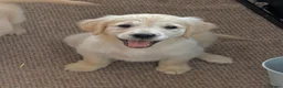 Golden Retriever dogs for sale: KC Reg Golden Retriever puppies - Ready now!!!!  - Advert 19