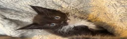 Mixed Breed cats for sale: Maine coon cross ragdoll kittens  - Advert 29