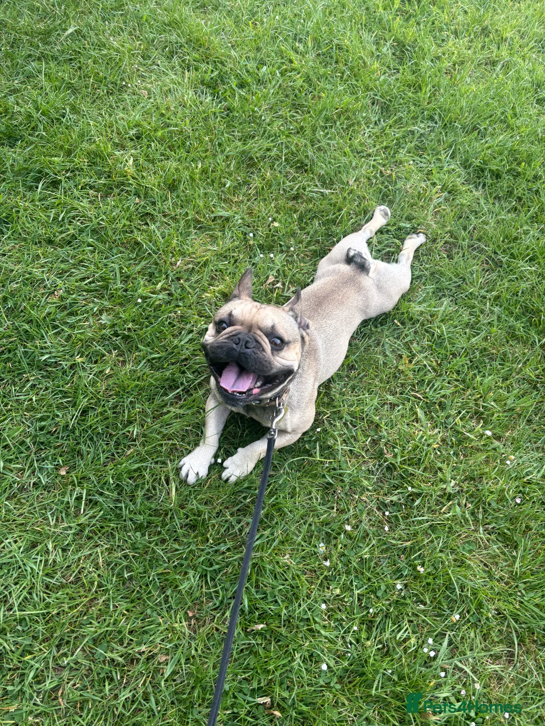 French Bulldog dogs for stud: Enzo is looking for a girlfriend - stud  - Advert 2