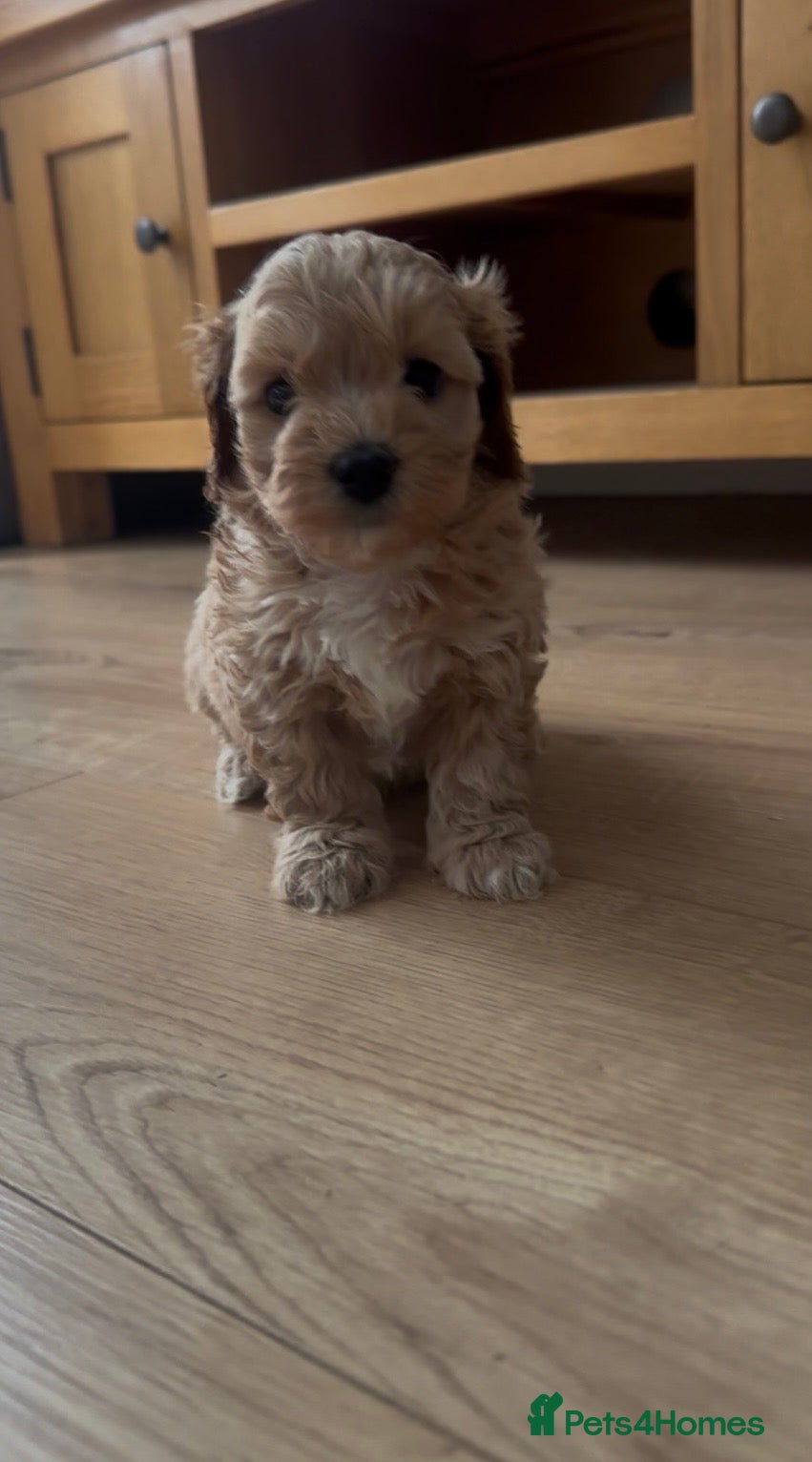 Maltipoo dogs Beautiful F1 Maltipoo’s  - Advert 10