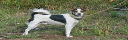 Mixed Breed dogs for adoption: Rasti in Alfreton - Advert 2