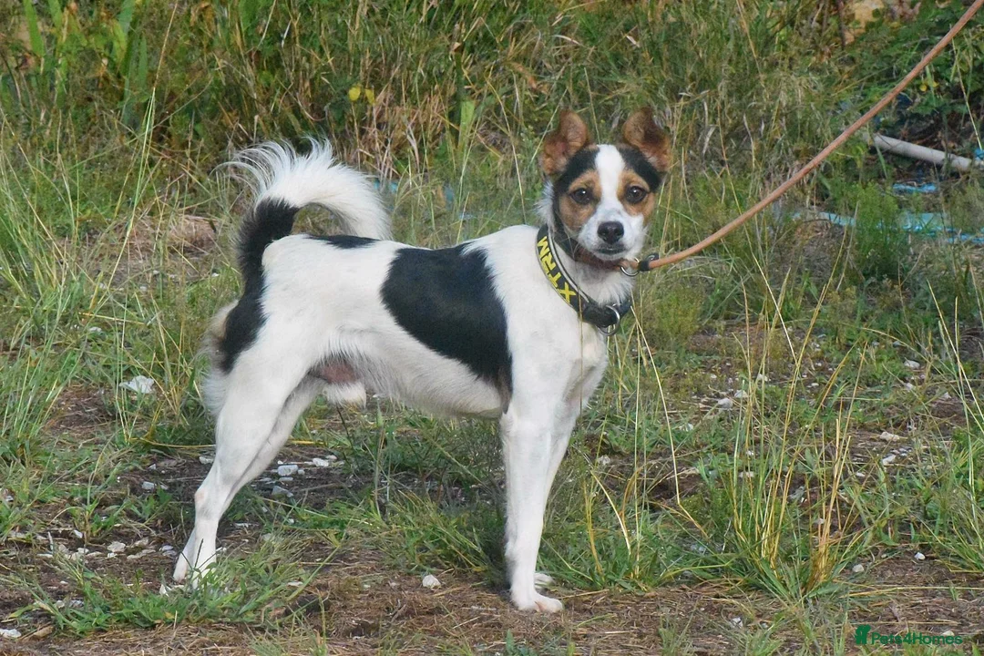 Mixed Breed dogs for adoption: Rasti in Alfreton - Advert 2