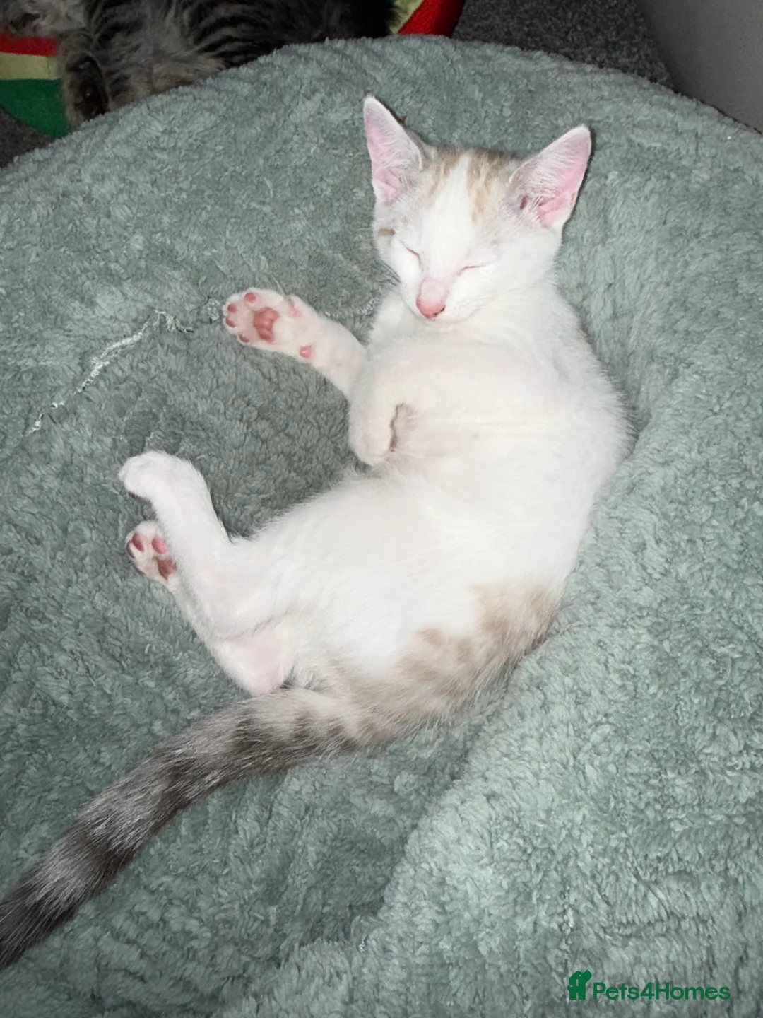 Mixed Breed cats for sale: Bengal mix  in Rhyl - Advert 2