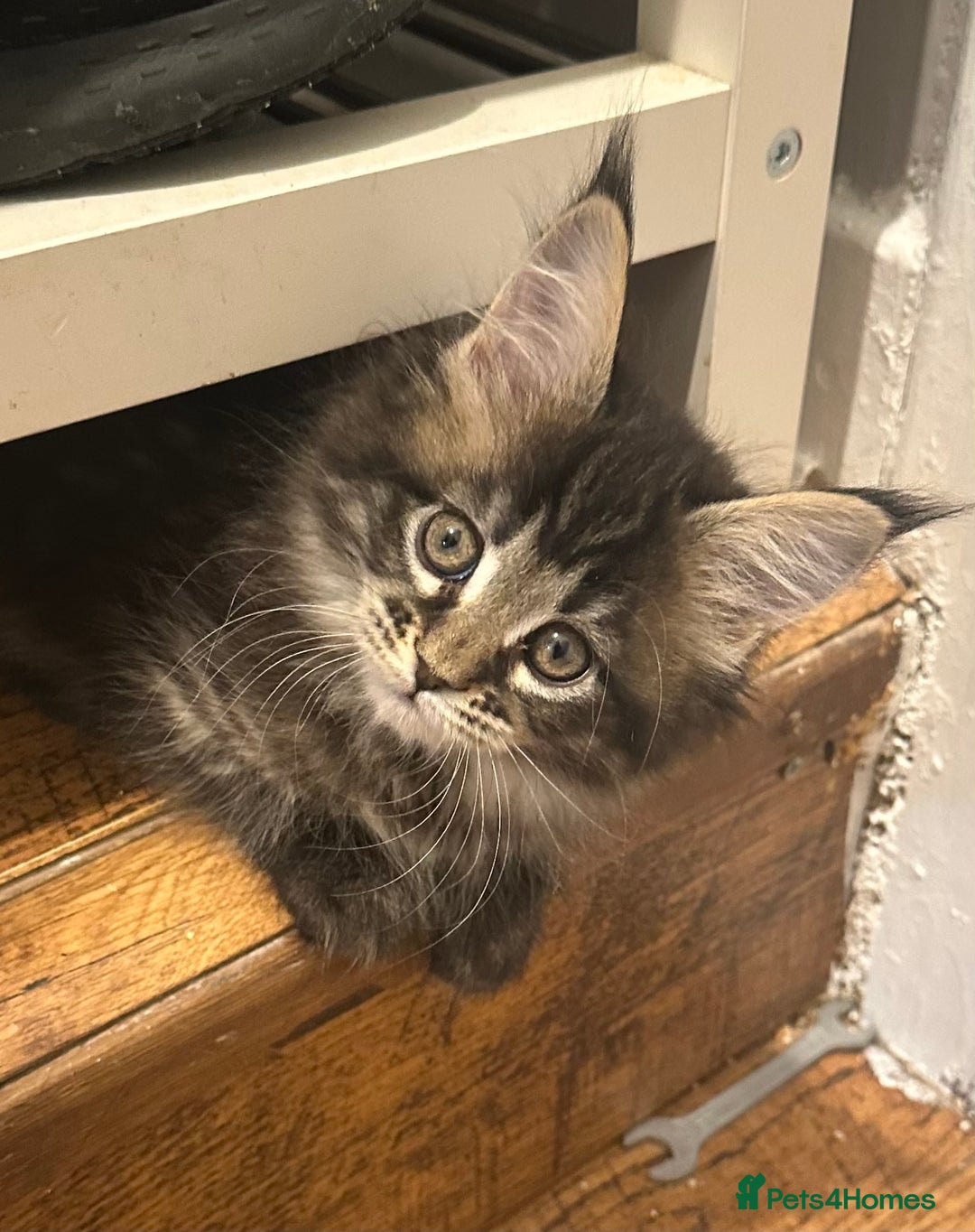 Maine Coon cats for sale: 3 Maine coon kittens  - Advert 4