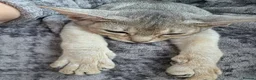 Abyssinian cats for sale: Silver black girl - Advert 4