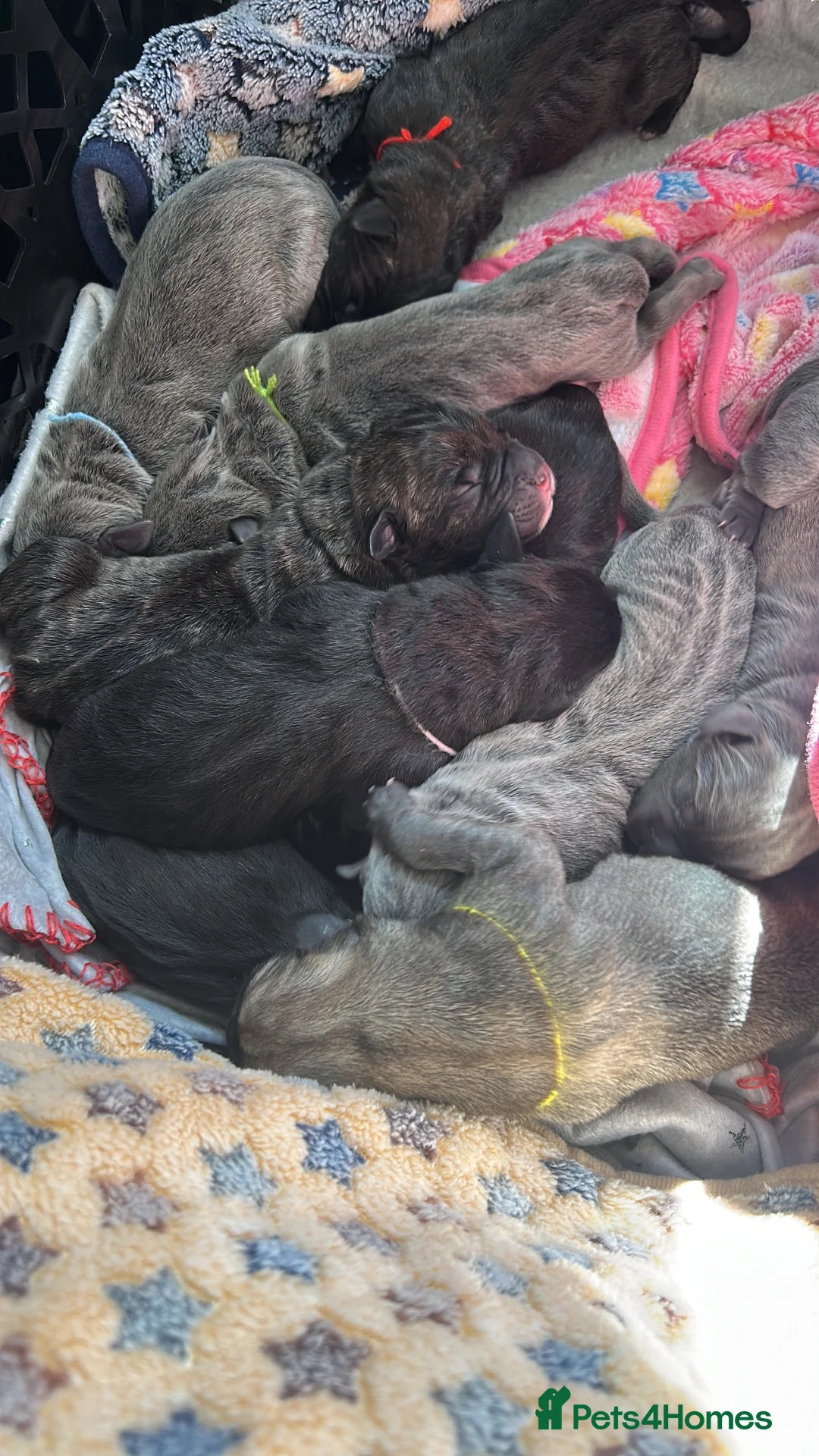Mixed Breed dogs for sale: Cane Corso x Mixed Mastiff Puppies in Hull - Advert 11