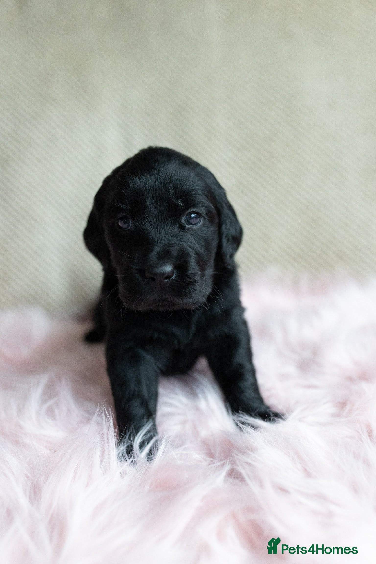 Mixed Breed dogs Flat coat x Goldi ONLY 2 left ! ❤️ - Advert 4