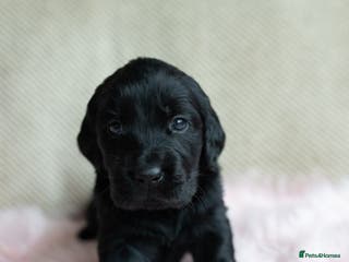 Mixed Breed dogs Flat coat x Goldi ONLY 2 left ! ❤️ - Advert 4
