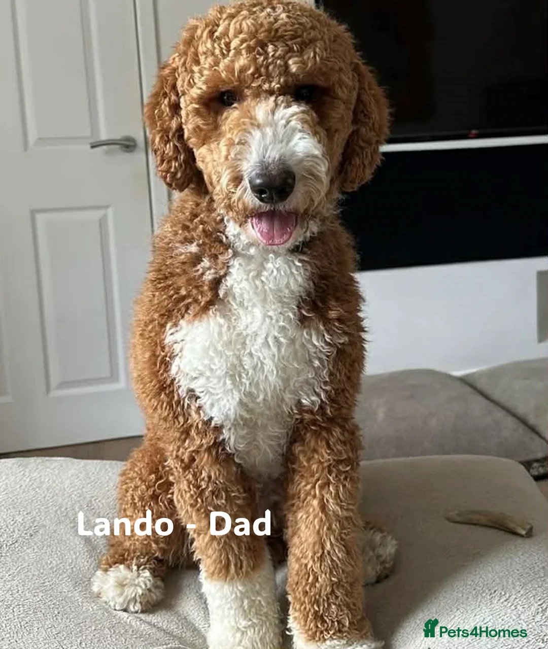 Double Doodle dogs for sale: Double Doodle Puppies Expected Soon! - Advert 4