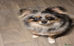 Pomeranian dogs for sale: Pomeranian boy  - Image 2